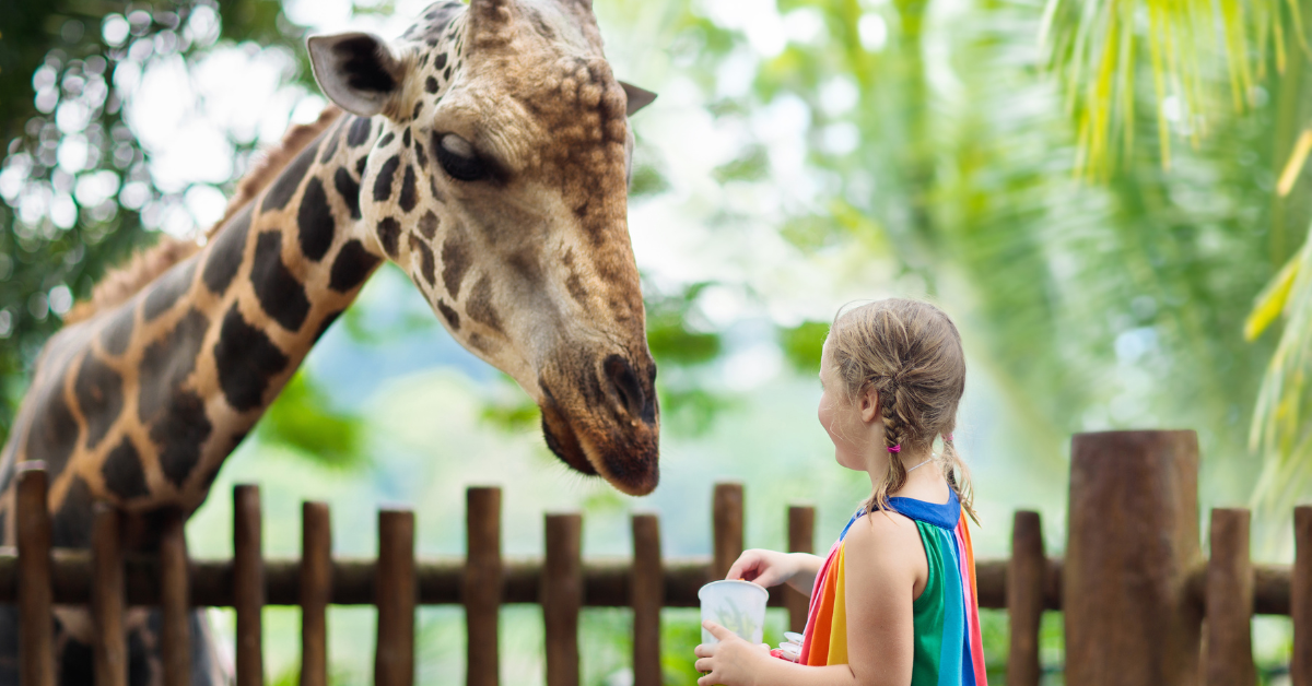 The Best 7 Enjoyable Zoos in Buffalo, NY For You To Visit